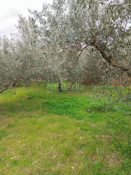 Foto 18425ada-2f44-408f-a400-b084d5c0db97. Finca rústica en Villa de Otura