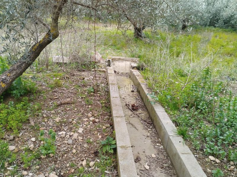 Foto 5a58df25-a7c1-4d6b-853b-5fd664d7f941. Finca rústica en Villa de Otura