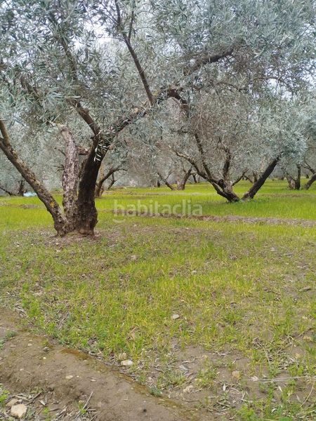 Foto 7a7f5558-bfbe-45ed-bfc7-620fb3c92178. Finca rústica en Villa de Otura