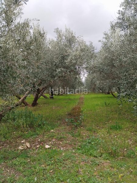 Foto 8017c861-90eb-494c-b83c-2a8960963e05. Finca rústica en Villa de Otura