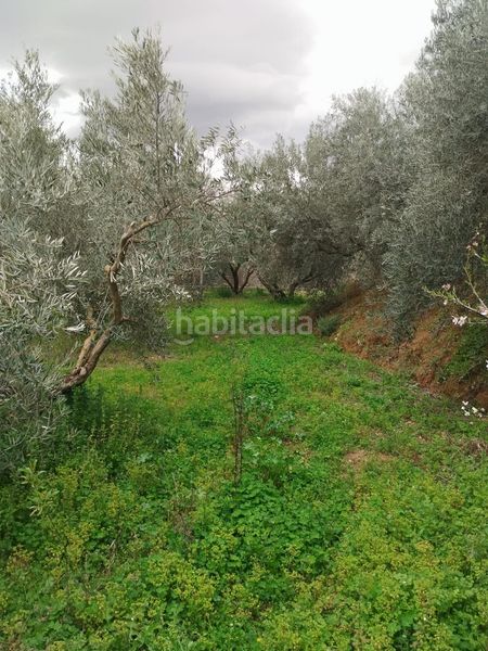 Foto dbca3710-ca31-4cf8-8ea2-2c89c00ce1dc. Finca rústica en Villa de Otura