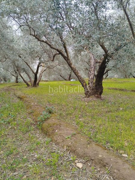 Foto f62316ee-7386-4beb-bc07-70e87af50de5. Finca rústica en Villa de Otura
