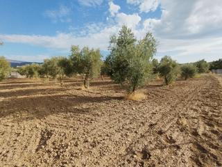 Fondo rustico  Poligono 3 parcela 275
