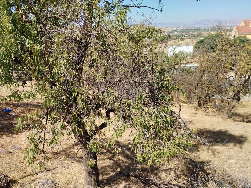 Foto 1cf9f120-c449-4b2e-b35d-9e559a57b584. Terrain résidentiel dans Villa de Otura