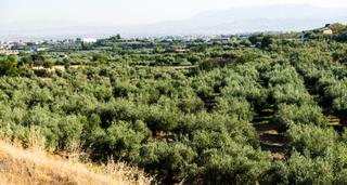 Finca rústica  Urbanizacion pago viña del rey. Preciosa finca de olivos en otura