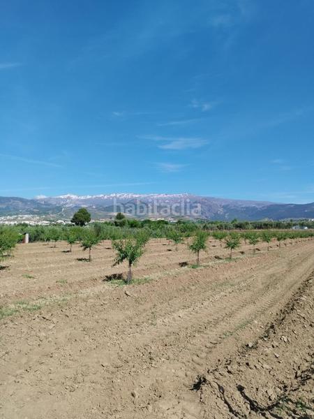 Foto 07c862f8-459a-4738-aa21-3fc59f4cbd4a. Rural plot in Villa de Otura