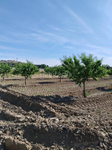 Foto 0dd8c89f-ac54-46a6-8fcd-8473659e1296. Rural plot in Villa de Otura