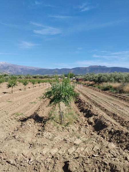 Foto 0ddd6527-c65c-45a1-bcee-a6ddedb93c56. Rural plot in Villa de Otura