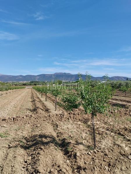 Foto 3440be6b-f0e7-4b6c-84a2-15f661ea9c1e. Rural plot in Villa de Otura