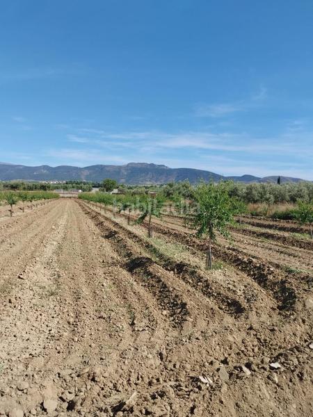 Foto 6248b2b2-e40e-4039-a01b-7e9db99d2c57. Rural plot in Villa de Otura