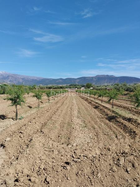 Foto 6dddc7dc-d7e7-45f6-966a-87e978a28cd9. Rural plot in Villa de Otura