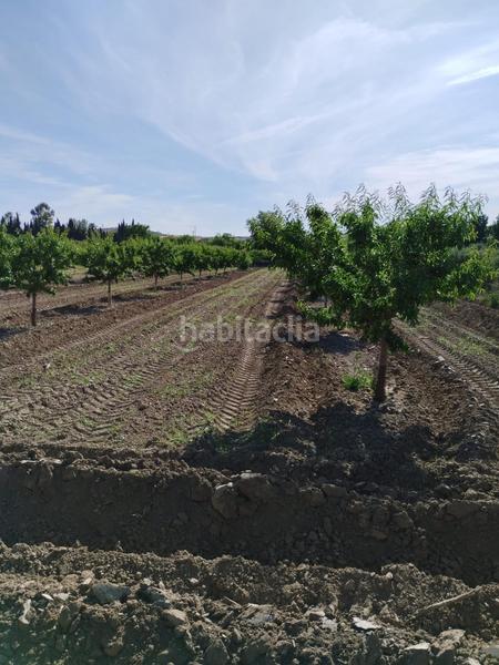 Foto 7a87c787-1dc2-42d7-9a92-240b3c945435. Rural plot in Villa de Otura