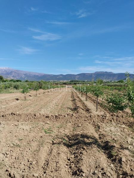 Foto 7f5f387d-492c-4b07-8a81-ca52c298a8cc. Rural plot in Villa de Otura