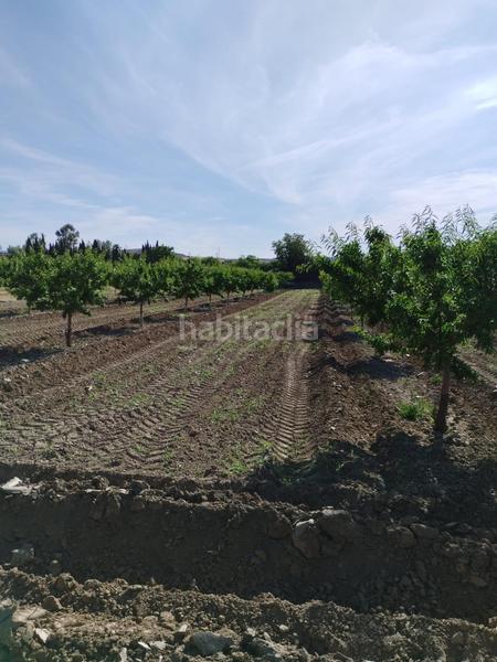 Foto 95ee364e-bf75-46d2-a528-a1538dd8822f. Rural plot in Villa de Otura