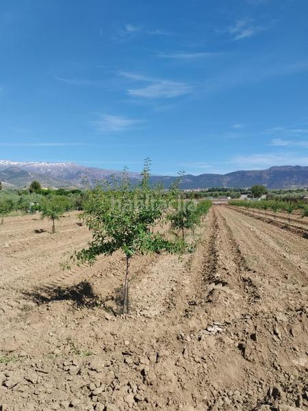 Foto a22eb180-26b6-480b-96de-d763ee409ad6. Rural plot in Villa de Otura