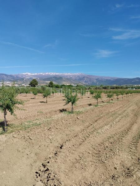 Foto b4a0c4a3-2e33-42e0-9520-26e6add85603. Rural plot in Villa de Otura