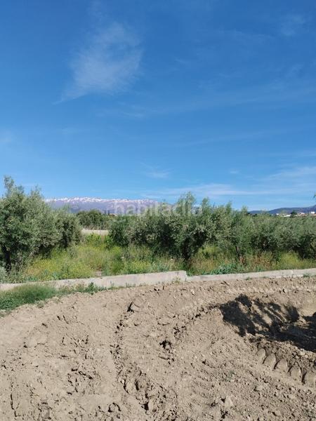 Foto d481b538-3f72-4852-a06a-f939c40daba1. Rural plot in Villa de Otura