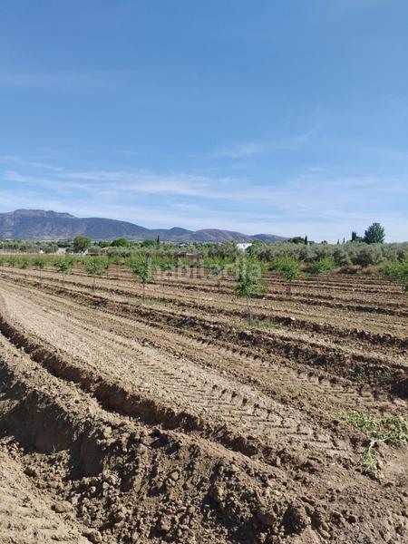 Foto eb559945-a5da-46fd-8416-b15f5f90406d. Rural plot in Villa de Otura