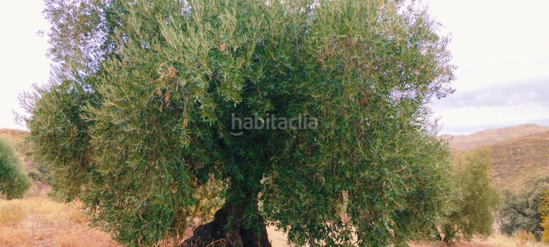 Foto c0c5d7fe-4444-4ba9-ab67-e24d81df5c14. Apartamento en Quéntar