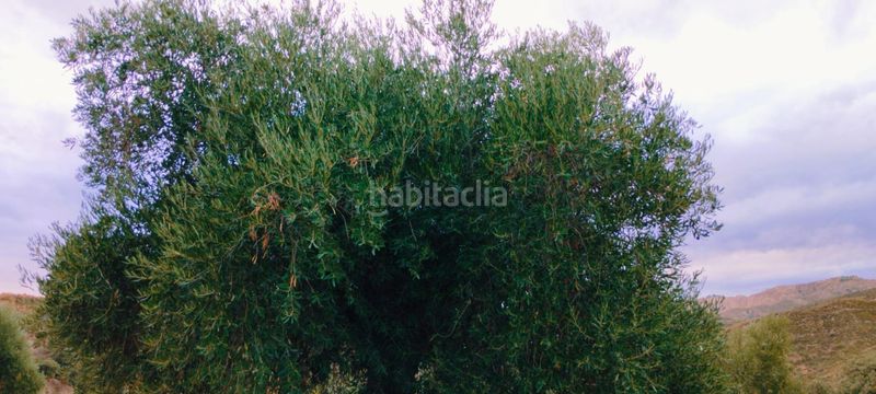 Foto d221848a-e8b0-4a40-bacb-816eaea778a3. Apartamento en Quéntar