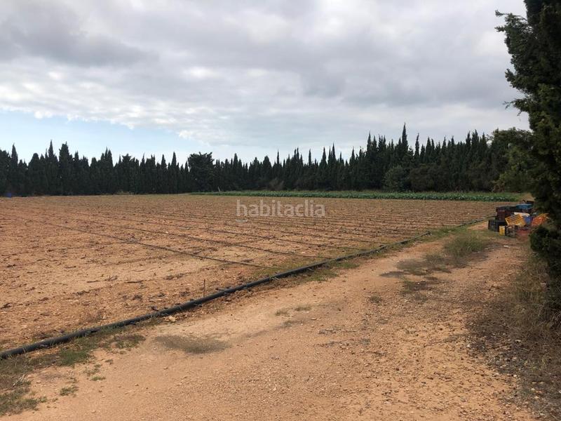 Foto 7e73b759-3866-4cda-9e64-4f7e44d98f63. Finca rústica a Pueblo Benicarló