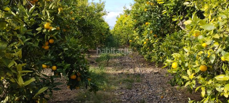 Foto 09bae275-2c74-4a09-a3e9-45891bf77069. Finca rústica a partida collet 116 a Pueblo Benicarló