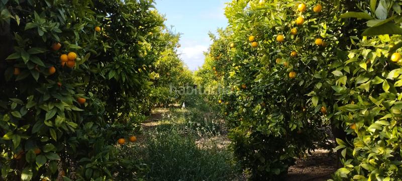 Foto 3910fca0-cc56-46a8-b24e-35f23da60bac. Finca rústica a partida collet 116 a Pueblo Benicarló