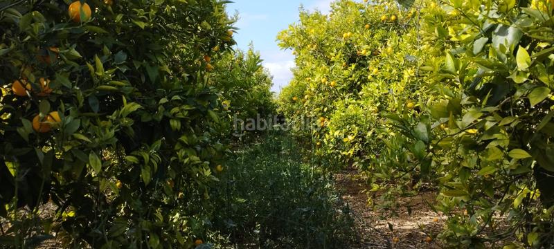 Foto 60fc9100-015d-4cec-800a-e7daabfc8628. Finca rústica a partida collet 116 a Pueblo Benicarló