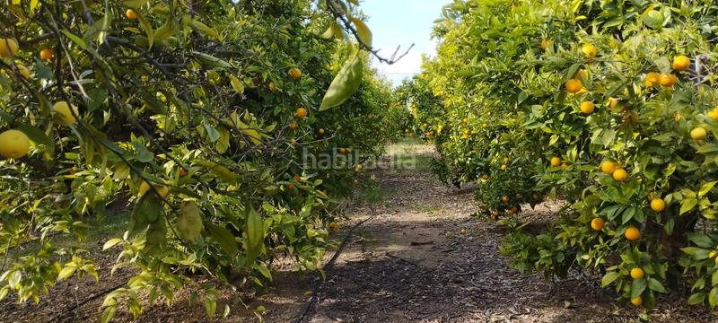 Foto bc0b2b78-3163-407d-bc06-6712ae4927a3. Finca rústica a partida collet 116 a Pueblo Benicarló