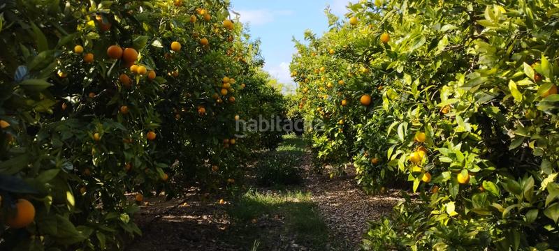 Foto cc271695-22ea-49d9-a1b0-36486b1044ec. Finca rústica a partida collet 116 a Pueblo Benicarló