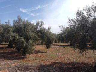 Landgut in Partida bobalar 117