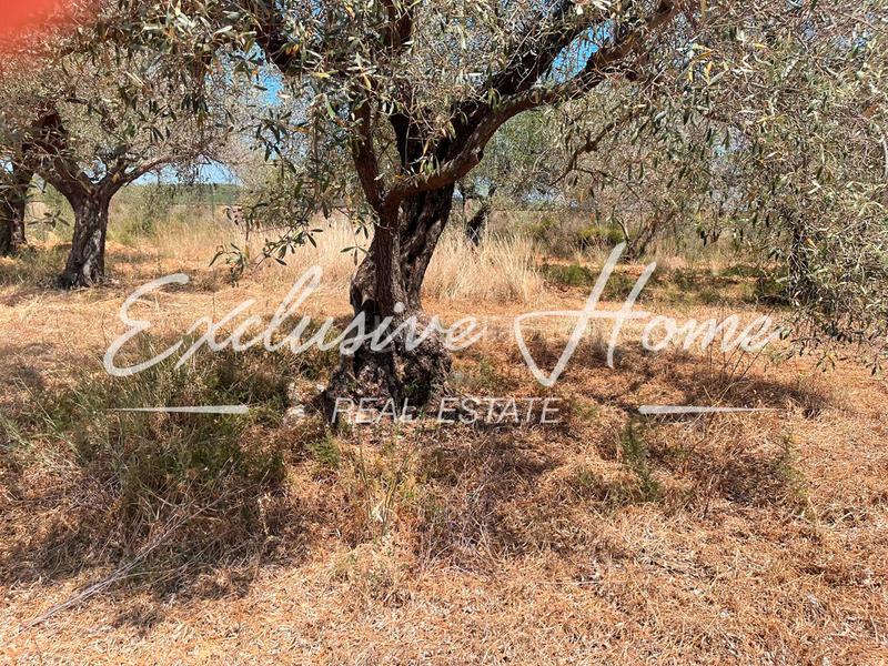 Foto 15ddb3a6-d585-4284-a2bc-ba9bbf8b08c7. Finca rústica en plaça poligono 3 10 ehpj en Las Atalayas-Urmi-Cerro Mar Peñíscola
