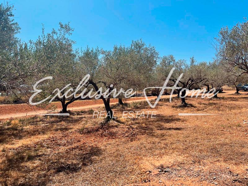 Foto 2d461bd6-8ad6-4e46-9c22-d3046876221e. Finca rústica en plaça poligono 3 10 ehpj en Las Atalayas-Urmi-Cerro Mar Peñíscola