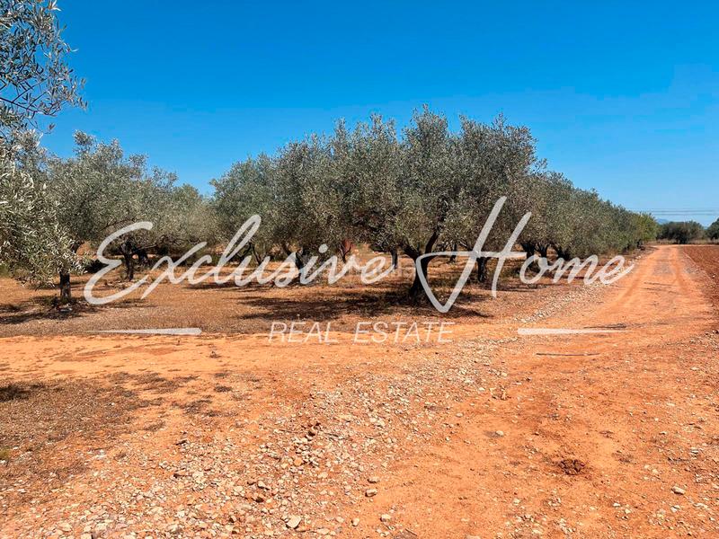 Foto 4c6ff2ce-8507-4a70-8feb-c5fe33b48a2b. Finca rústica en plaça poligono 3 10 ehpj en Las Atalayas-Urmi-Cerro Mar Peñíscola