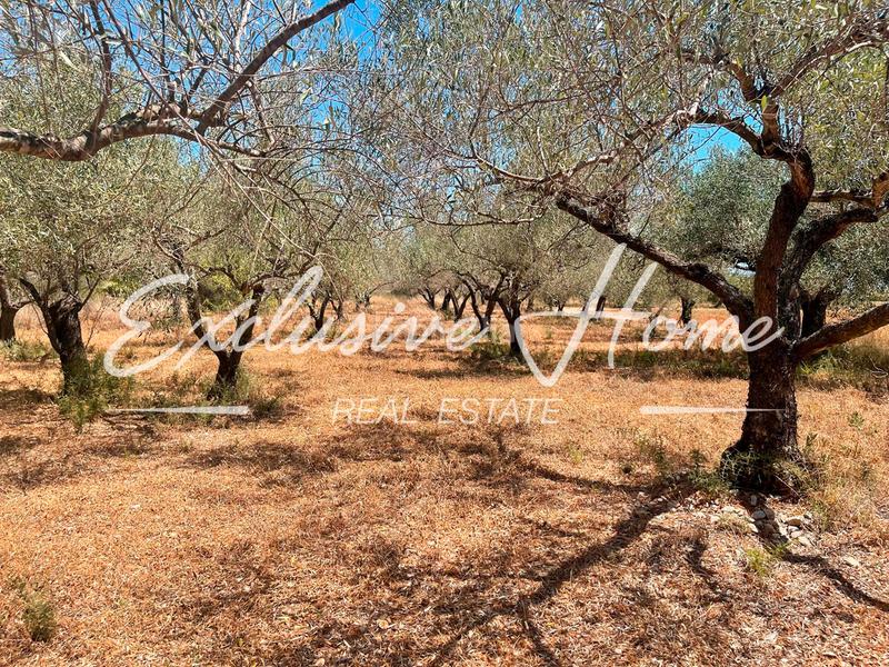 Foto b35cb397-0d29-4c9c-8b8c-939d04d4d4b0. Finca rústica en plaça poligono 3 10 ehpj en Las Atalayas-Urmi-Cerro Mar Peñíscola