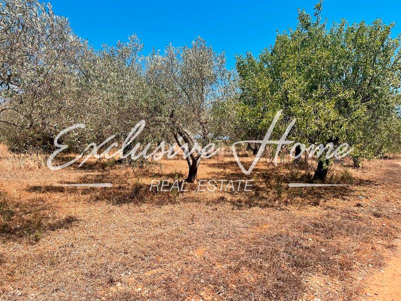 Foto fd9c087b-318a-480a-80ad-b866fce14f0d. Finca rústica en plaça poligono 3 10 ehpj en Las Atalayas-Urmi-Cerro Mar Peñíscola