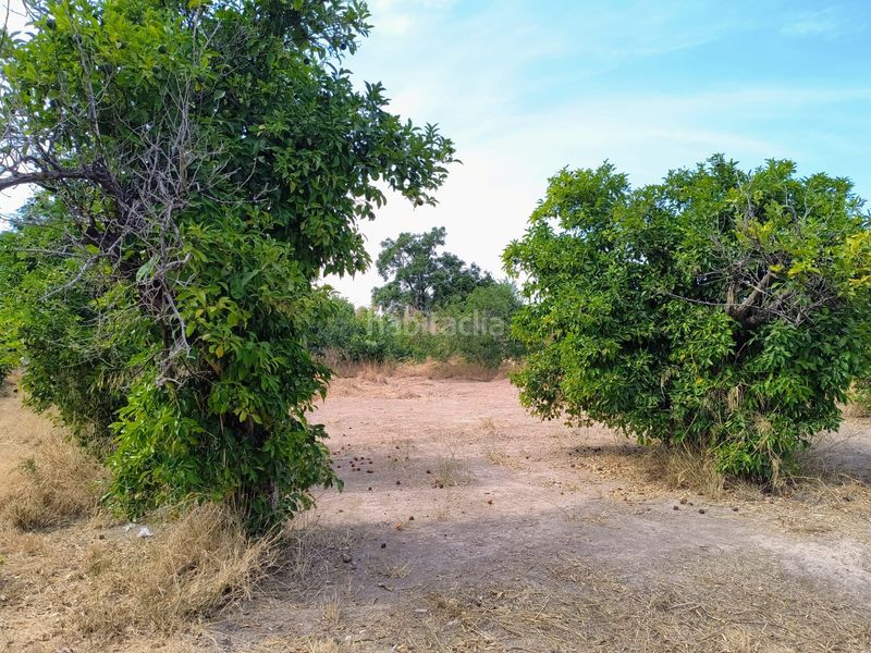 Foto 37c0f294-ee7f-4e2e-a564-fad4c1539fda. Finca rústica a Guadalupe Murcia