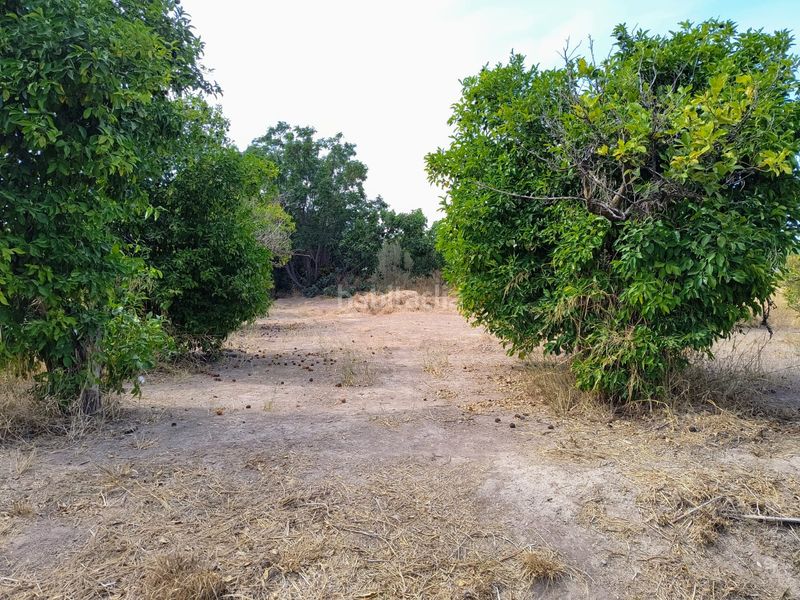 Foto 3f3dad32-7e75-466b-829a-c9851e13be57. Finca rústica a Guadalupe Murcia