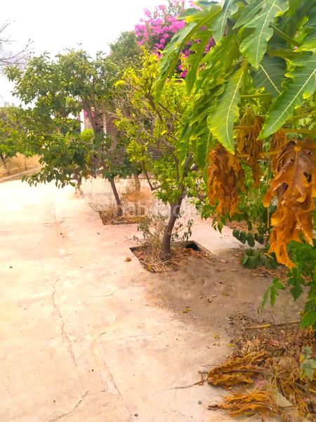 Foto 250b1565-1bb6-4b3e-aa6d-b249a3ff201d. Casa amb aparcament a La Ñora Murcia