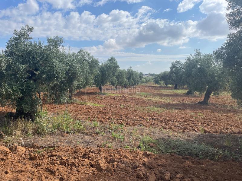 Foto 3b6b31c6-b9fb-4d87-8403-fabcd44c0f7f. Propriété dans Almensilla