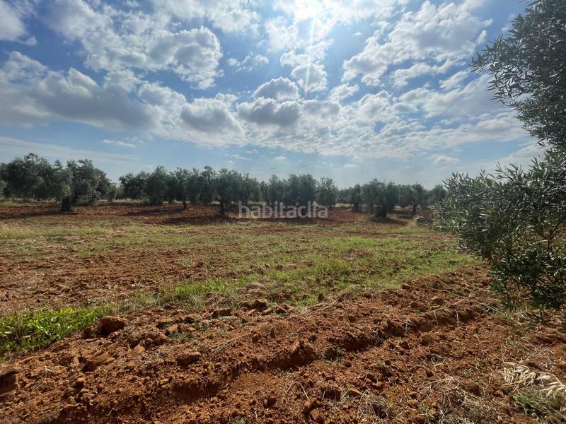 Foto 88db7491-04e1-4e22-9a77-0740e3a754ec. Propriété dans Almensilla