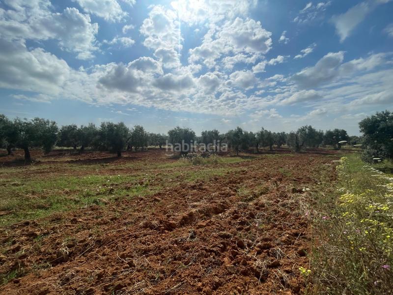 Foto a21a1472-3b18-47dd-9ef7-5f99d32fc3be. Propriété dans Almensilla