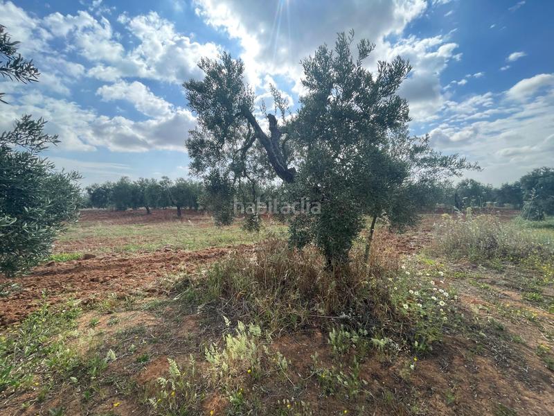 Foto e04985c1-a29c-4279-993f-f5c249bd17c9. Propriété dans Almensilla