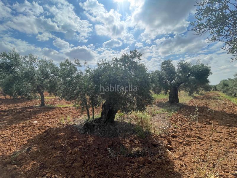 Foto fbf9f447-0103-46a1-9f81-4ff5a33637fb. Propriété dans Almensilla