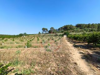 Terreny residencial  Poligono 2 paraje 32 genoves. Finca rústica de regadío con alta producción de naranjas navelin
