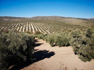 Finca rústica a Úbeda. La mejor finca de olivos de jaén en venta