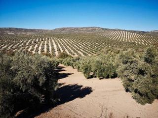 Finca rústica en Bailén. Terreno en venta en bailén