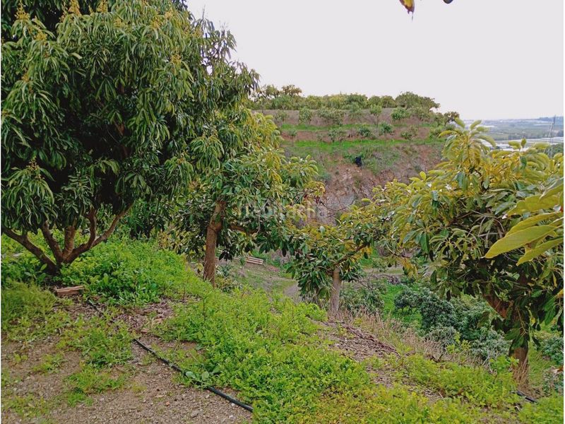 Foto 4225a94c-3b46-44b6-9185-1941894db9ab. Finca rústica a Norte - Barrio del Pilar - El Reñidero Vélez - Málaga