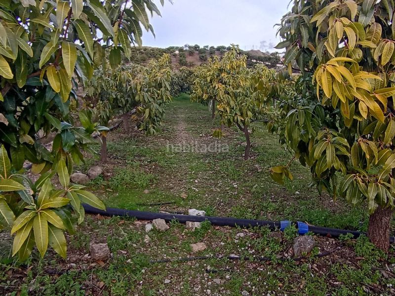 Foto 7f89c7cd-fced-491c-93b4-c506c4344118. Finca rústica a Norte - Barrio del Pilar - El Reñidero Vélez - Málaga