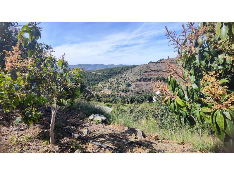 Foto 97c42472-a5ce-43f7-9850-ad69a5a30555. Finca rústica a Norte - Barrio del Pilar - El Reñidero Vélez - Málaga